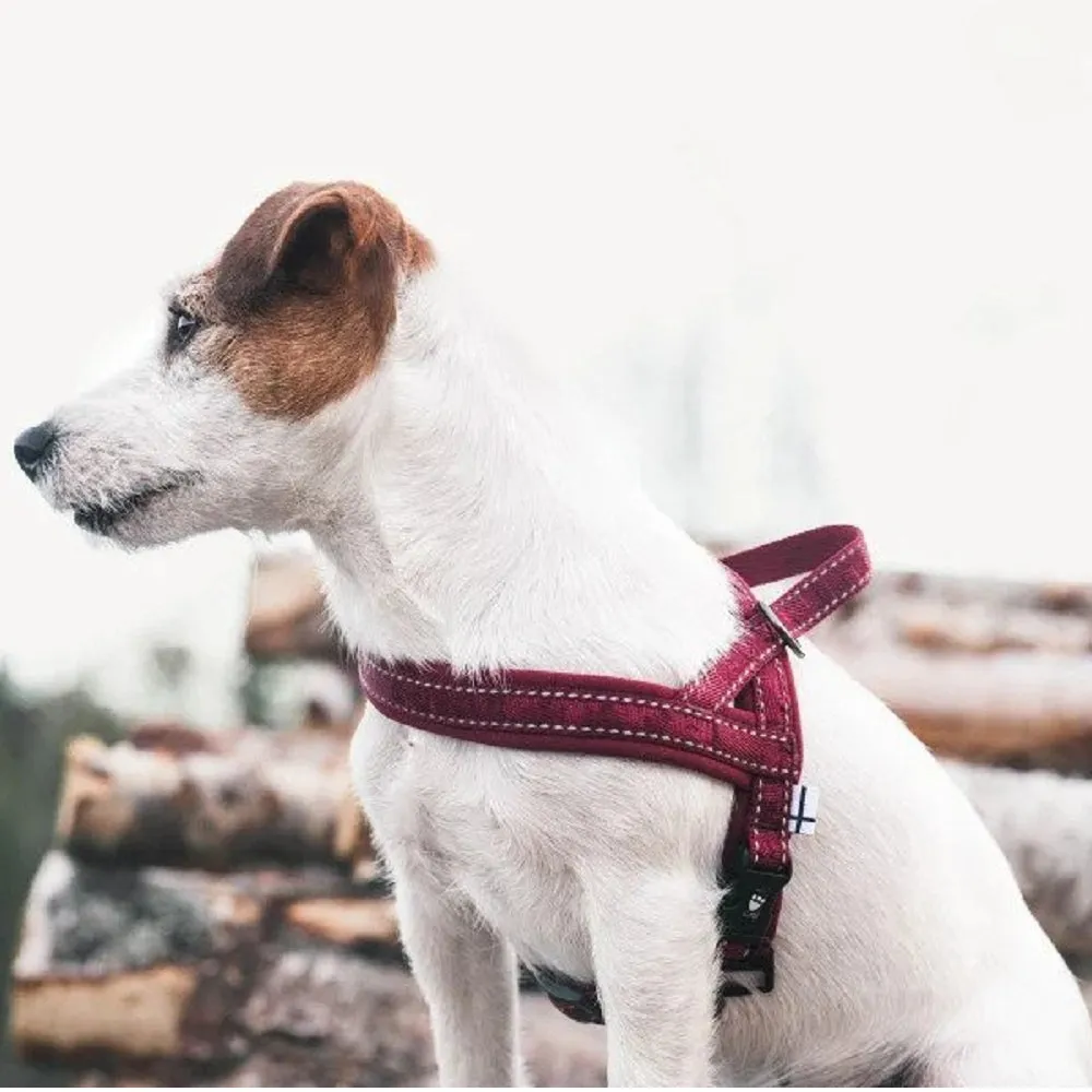 Casual Padded Dog Harness