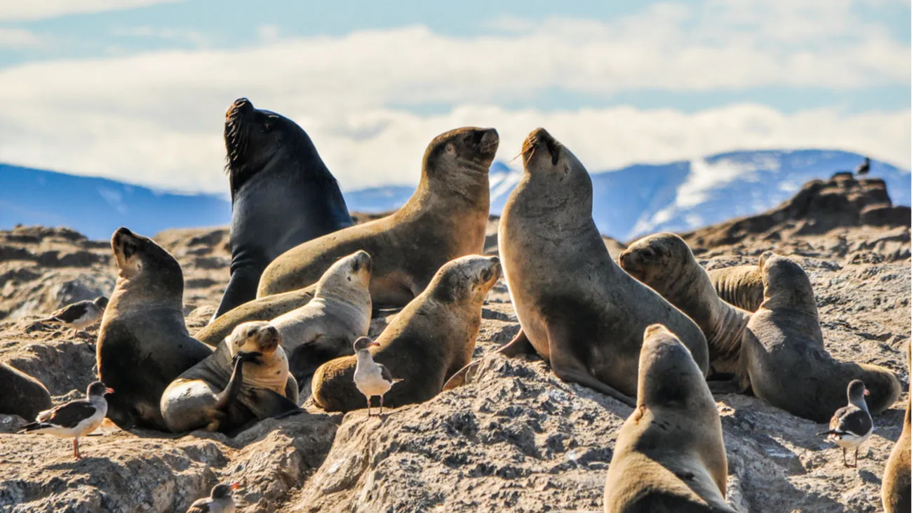 Discover La Paz: Espíritu Santo Sea Lion Swim Adventure