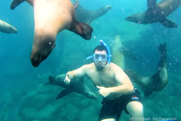 Discover La Paz: Espíritu Santo Sea Lion Swim Adventure