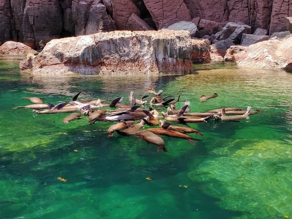 Discover La Paz: Espíritu Santo Sea Lion Swim Adventure