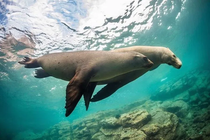 Discover La Paz: Espíritu Santo Sea Lion Swim Adventure