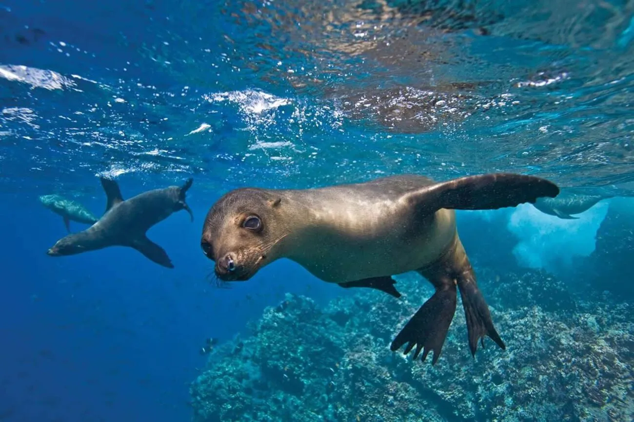 Discover La Paz: Espíritu Santo Sea Lion Swim Adventure