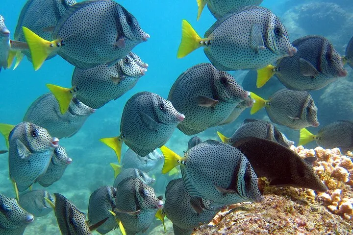 Discover La Paz: Espíritu Santo Sea Lion Swim Adventure